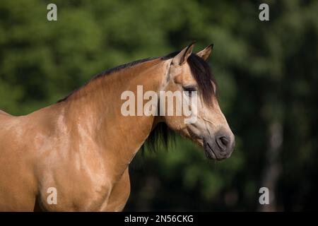 Pura Raza Espanola stallone dun in ritratto naturale, Germania Foto Stock