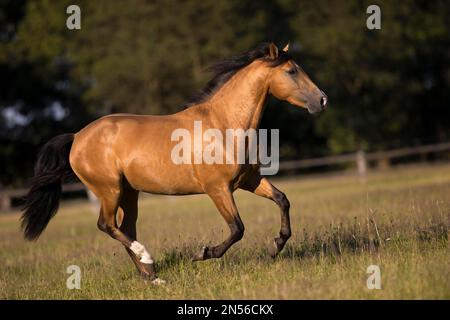 Pura Raza Espanola stallone dun galoppando nel pascolo, Germania Foto Stock