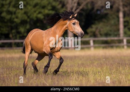 Pura Raza Espanola stallone dun galopping nel pascolo estivo, Germania Foto Stock