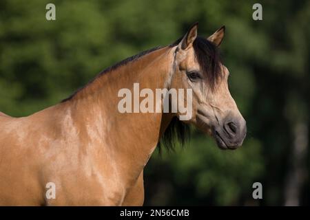 Pura Raza Espanola stallone dun in ritratto naturale, Germania Foto Stock