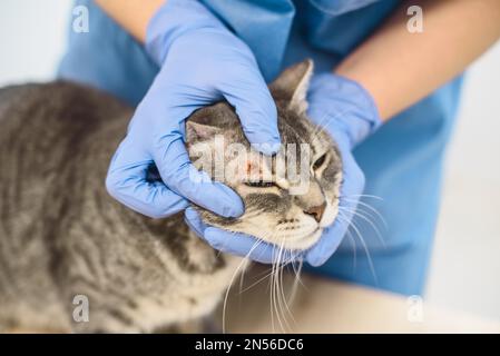 Un medico veterinario sta esaminando la malattia della pelle di un gatto grigio Foto Stock