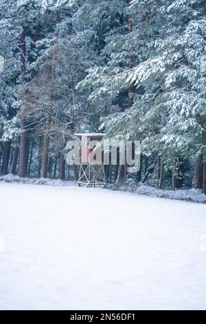 Posto alto ai margini della foresta nella neve, Foresta Nera, Germania Foto Stock