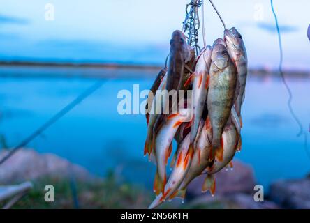 Molti pesci persico appesi catturati dal pescatore sullo Stringer di pesce sullo sfondo del tramonto serale sul lago e le canne da pesca che girano. Foto Stock