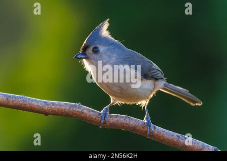 Un focus selettivo di tittmouse tufted (Baeolophus bicolor) appollaiato su un ramo Foto Stock