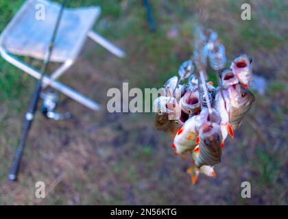 Un sacco di pesce appeso persico catturato dai pescatori sullo Stringer pesce faccia in giù sullo sfondo di canne da pesca erba che gira su una sedia. Foto Stock