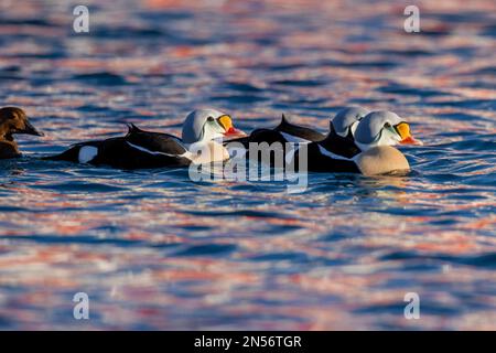 Re eiders (Somateria spectabilis), maschio, gruppo, splendido abito, inverno, Nave rossa Reflection, Batsfjord, Batsfjord, Penisola Varanger, Finnmark Foto Stock