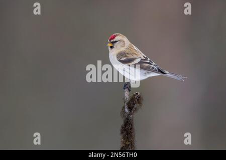 Arctic Redpoll (Carduelis hornemanni), inverno, Isole Kaaman, Finlandia Foto Stock