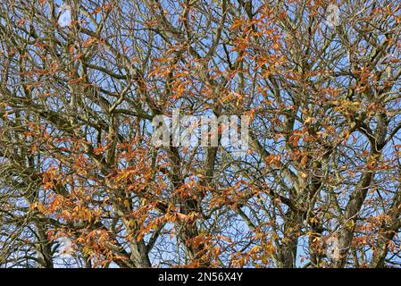 Ippocastano (Aesculus hippocastanum), corona di alberi con foglie autunnali, Greetsiel, Mare del Nord, bassa Sassonia, Germania Foto Stock