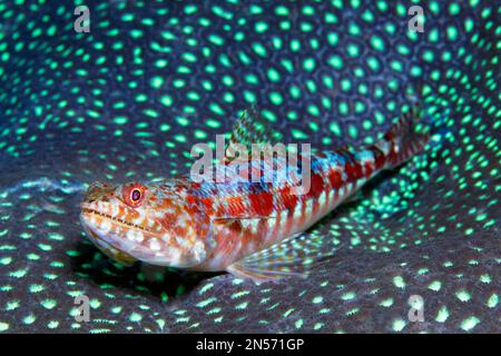 Pesce lucertola variegato (Synodus variegatus) giacente su corallo di pietra (Favites pentagona) con polipi chiusi, Lago Sawu, Oceano Pacifico, Komodo Foto Stock