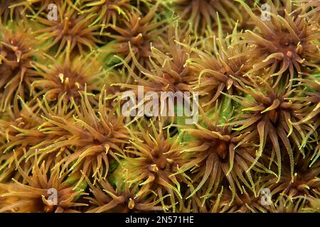 Polipi aperti, polipi, corallo sole nero (Tubastraea micranthus), verde, dettaglio, Lago Sawu, Oceano Pacifico, Parco Nazionale di Komodo, Isole Malte Sunda Foto Stock
