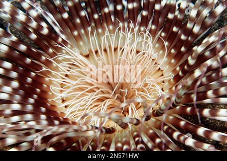 Canne di cilindro rosa (Isarachnanthus nocturnus), bocca, particolare, lago Sawu, Oceano Pacifico, Parco Nazionale di Komodo, Isole Malte Sunda, Nusa Orientale Foto Stock