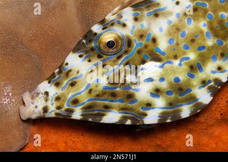 Pesce filiforme ritratto (Aluterus scriptus), Sawusee, Oceano Pacifico, Parco Nazionale di Komodo, Isole minori Sunda, Provincia di Nusa Tenggara Est Foto Stock