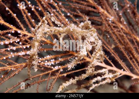 Ragno di corallo dolce (Achaeus spinosus), su idrozoan (Hydrozoa), lago Sawu, Oceano Pacifico, Parco Nazionale di Komodo, Isole minori di Sunda, Nusa Orientale Foto Stock