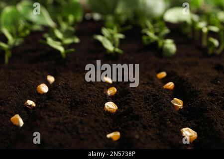 Semi di mais in suolo fertile. Vegetali che crescono Foto Stock