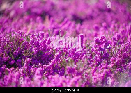 Fiori di erica nel giardino. Sfondo floreale. Viola, lilla fiore. Campo di erica rosa. Fioritura Calluna vulgaris fiori nella foresta Foto Stock