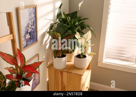 Piante di casa esotiche con belle foglie su armadio di legno al coperto Foto Stock