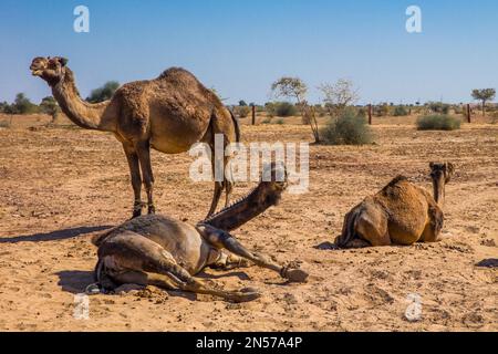 Dromedari nel deserto del Thar, deserto del Thar, Rajasthan, India Foto Stock