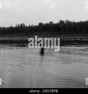 Foto in bianco e nero di un uomo Lonely, un pescatore Yakut in stivali di guado wearily va alla rete per la fauna selvatica nel fiume Vilyuy nei raggi luminosi o Foto Stock