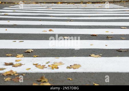 Attraversamento pedonale su strada vuota città in autunno, primo piano Foto Stock