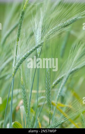 Emmer grano, Triticum dicoccum, antico grano sbucciato, cereali precoci Foto Stock