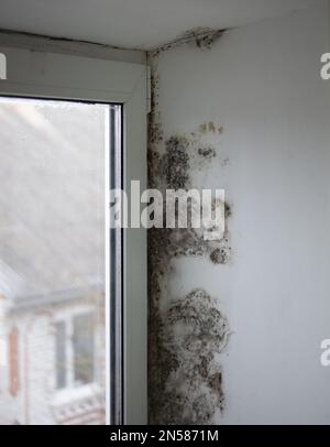 La finestra è coperta di muffa nel mezzo della casa. Forte formazione di fungo nero. Umidità eccessiva e condensa formavano un coati nero Foto Stock