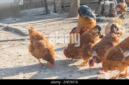 il gallo con le galline mangia nel cortile Foto Stock