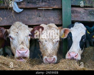 Tre mucche in un fienile mangiare cibo invernale. Preso a Cheshire, Regno Unito in inverno. Foto Stock