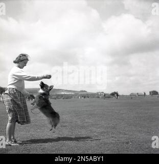 1963, storica, una proprietaria che gioca con il suo cane da compagnia, un campo da golf Corgi on Browns, Isola di Wight, Inghilterra, Regno Unito, un campo tradizionale e un campo da golf sul lungomare di Sandown. Il cagnolino sta saltando tutte e quattro le gambe per raggiungere la palla. Foto Stock