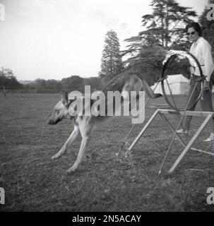 1964, storico, durante una dimostrazione di addestramento della società canina, fuori in un grande campo, un cane alsaziano che salta attraverso un cerchio di fuoco, Inghilterra, Regno Unito, con una proprietaria femminile che guarda. Foto Stock