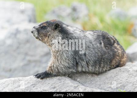 Marmotta di bue, Marmota caligata, singolo animale che riposa su masso, Medicine Lake, Rocky Mountains, Canada Foto Stock