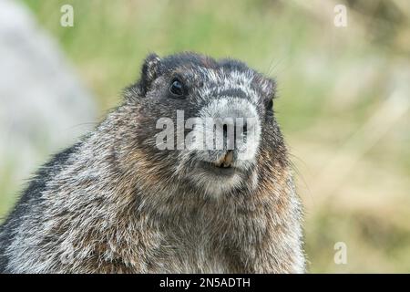 Marmotta di bue, Marmota caligata, singolo animale che riposa su masso, Medicine Lake, Rocky Mountains, Canada Foto Stock