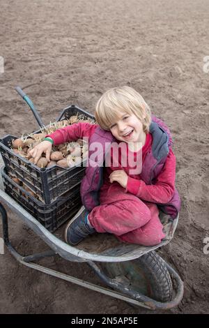 bambino che aiuta a piantare patate nel terreno sulla fattoria. un ragazzo di 6 anni siede su una carriola accanto a una scatola di patate germogliate. Giornata della Terra. poco Foto Stock