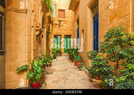 Vasi di fiori nella vecchia stradina medievale con edifici in pietra gialla nella città di Mdina, Malta. Destinazione di viaggio in Europa Foto Stock