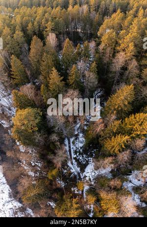 Vista aerea dal drone di pini nevosi in Europa, vista panoramica a volo d'uccello della stagione invernale simbolo naturale al tramonto luce dorata. Paesaggio rurale Foto Stock