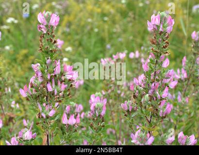 Ononis spinosa cresce in natura tra le erbe Foto Stock