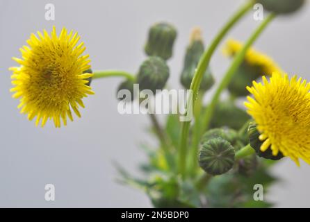 Il cardo da giardino giallo (Sonchus oleraceus) cresce in natura Foto Stock