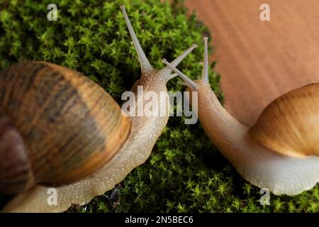 Lumache comuni del giardino che strisciare su muschio verde, primo piano Foto Stock