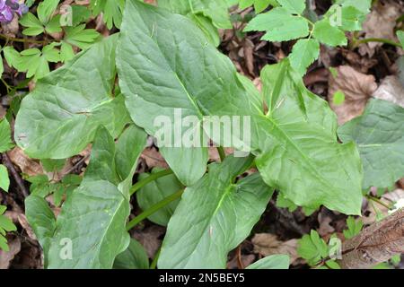 Arum (Arum besserianum) cresce nella foresta all'inizio della primavera. Foto Stock