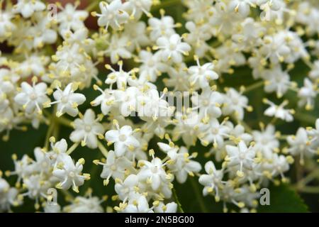 In primavera, il sambuco fiorisce in natura Foto Stock