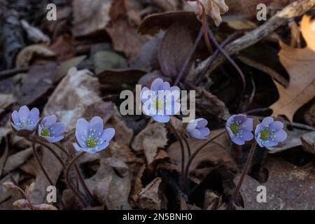 Hepatica con fiori di porpora trovati nei boschi tra foglie secche in un giorno di primavera a Taylors Falls, Minnesota USA, Foto Stock