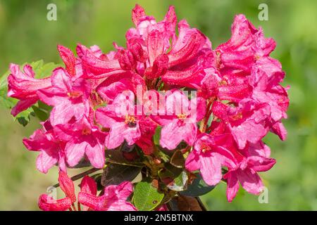 Rosa alpina lievitata, rosa neve, rosa neve, alpenrose lievitata, alprose lievitata (Rhododendron ferrugineum), fioritura, Austria, Tirolo, Foto Stock