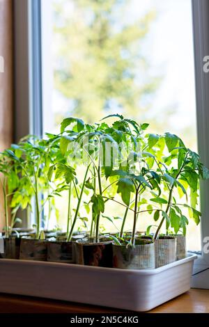 Piantine di pomodori e peperoni in tazze di carta fatte a mano da vecchi giornali su finestra, crescita e sviluppo di piante, verdure in crescita, eco con Foto Stock