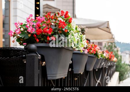 Begonia cucullata rosa fiori rossi e bianchi in vasi all'aperto giardinaggio città vaso fioritura piante verde concetto di cera botanica begonia Foto Stock