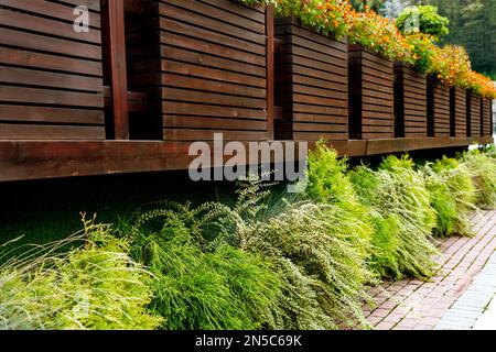 Vaso fiori di arance marigold sulla terrazza di caffè all'aperto e cespugli sulla strada paesaggistica città giardinaggio vaso fioritura piante verde concetto bot Foto Stock