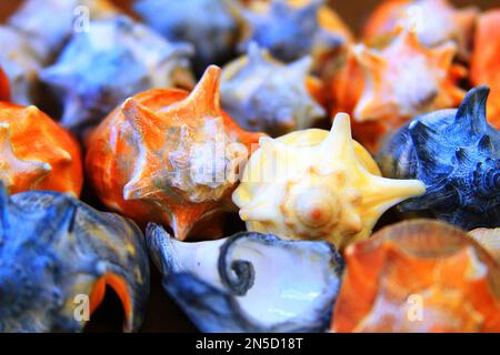 Seashells, cono Seashell, Conchas Foto Stock