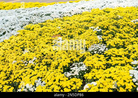 Foto a cornice completa di fiori di crisantemo di colore giallo e bianco nel giardino. Foto Stock
