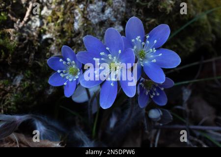 Hepatica trovato nei boschi con muschio coperto roccia dietro in un giorno di primavera a Taylors Falls, Minnesota USA. Foto Stock