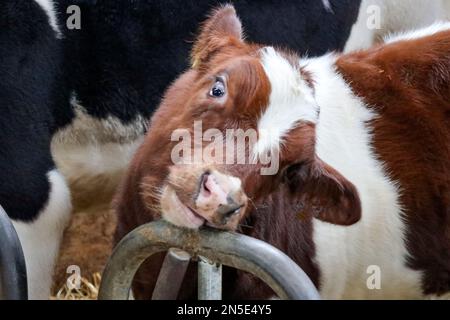 Vitello rosso pied di una vacca friesiana holstein in una stalla a Bergschenhoek, Paesi Bassi Foto Stock