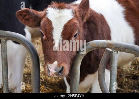 Vitello rosso pied di una vacca friesiana holstein in una stalla a Bergschenhoek, Paesi Bassi Foto Stock