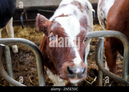 Vitello rosso pied di una vacca friesiana holstein in una stalla a Bergschenhoek, Paesi Bassi Foto Stock